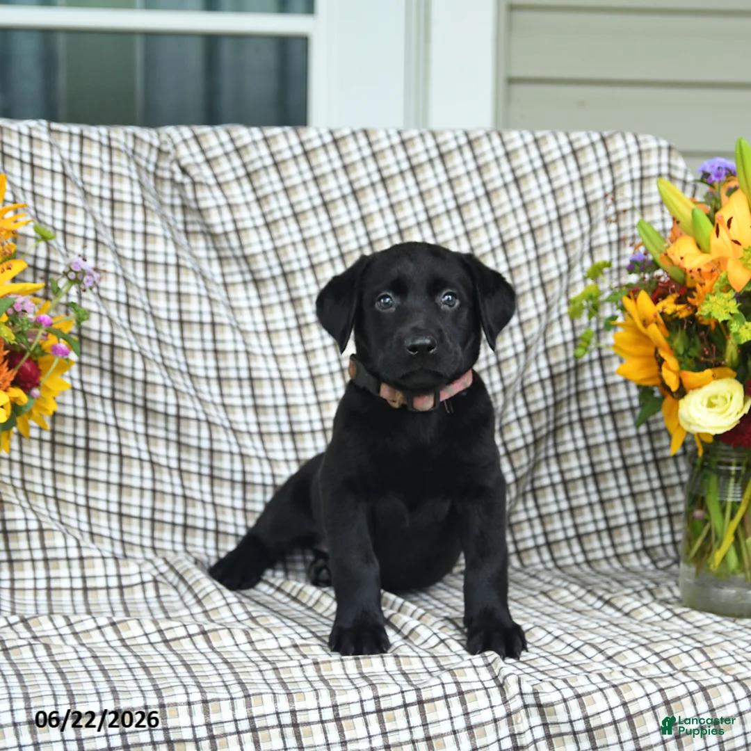 Labrador Retriever dogs for sale: Lucy - Ad 1