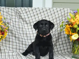 Labrador Retriever dogs for sale: Lucy - Ad 4