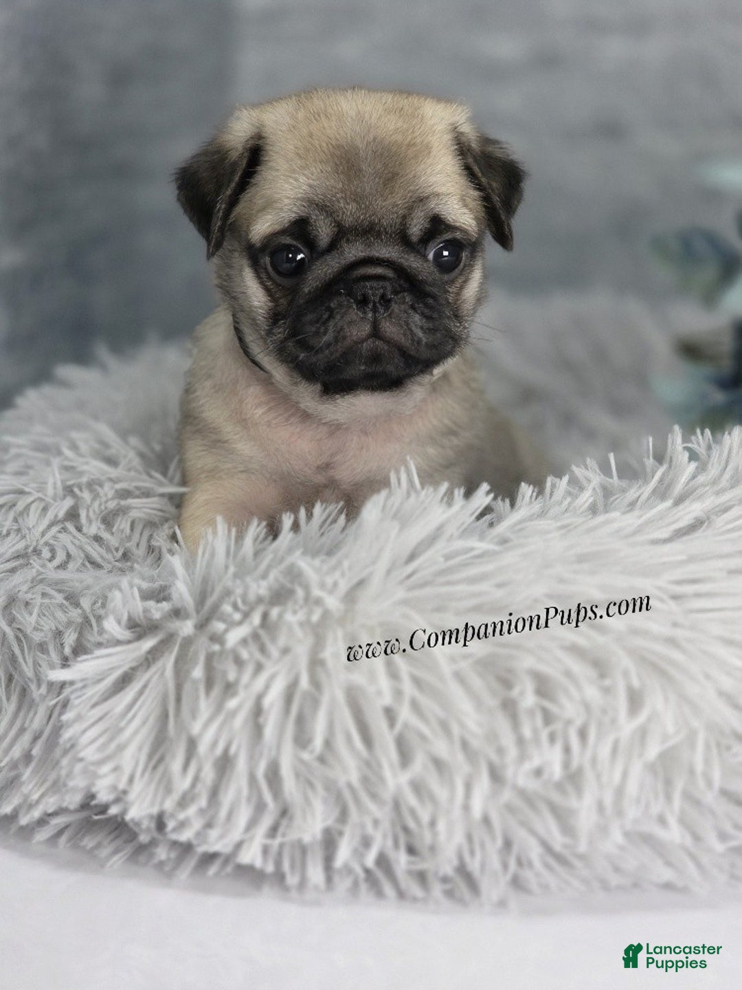 Pug dogs for sale: Black Collar - Super Wrinkly! - Ad 1