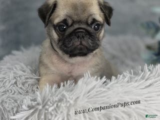 Pug dogs Black Collar - Super Wrinkly! - Ad 1