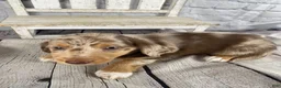 Miniature Dachshund dogs for sale: Annie - Ad 8