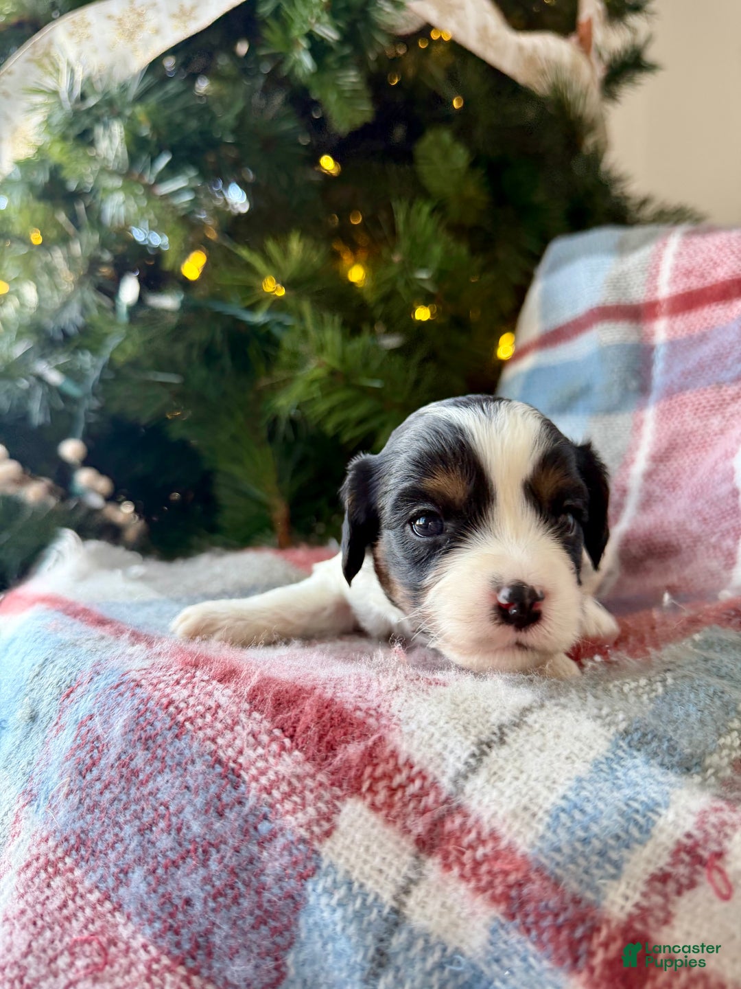 Cavapoo dogs for sale: Frosty - Ad 4