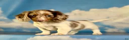 Miniature Dachshund dogs for sale: Akc Marigold- PRA clear  - Ad 4
