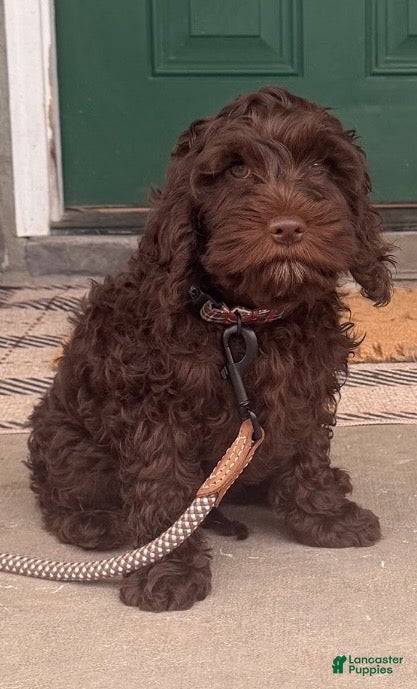 Cockapoo dogs Cockapoo Puppy 1 - Ad 1