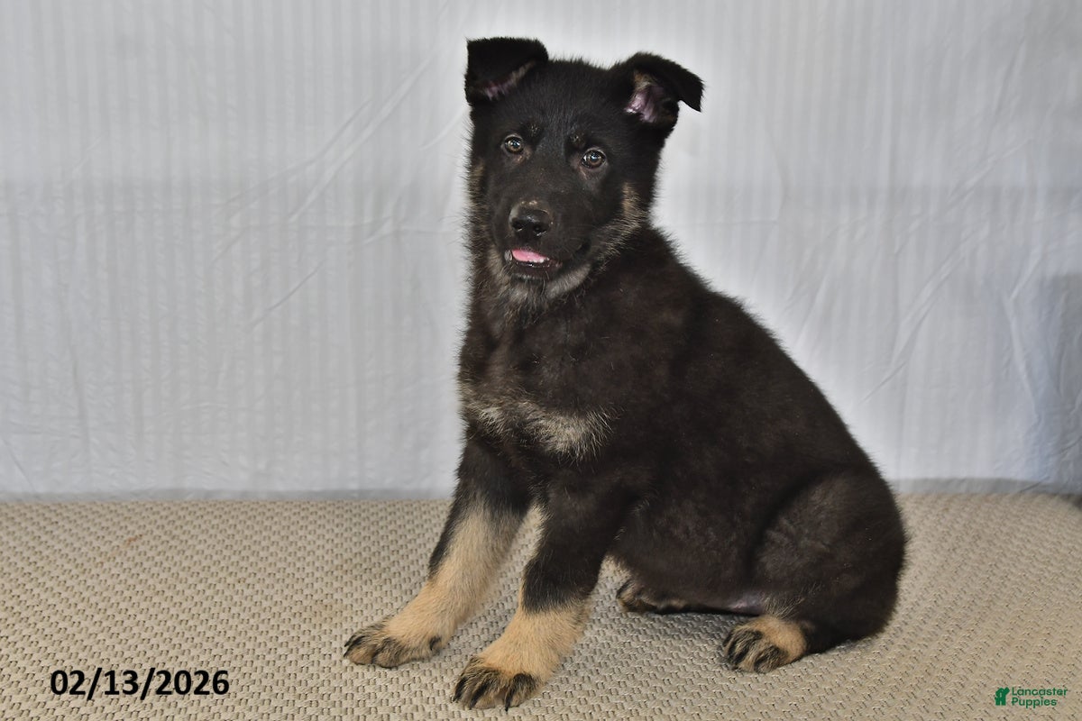 German Shepherd dogs Melody - Ad 21
