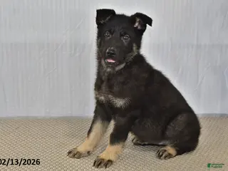 German Shepherd dogs Melody - Ad 21