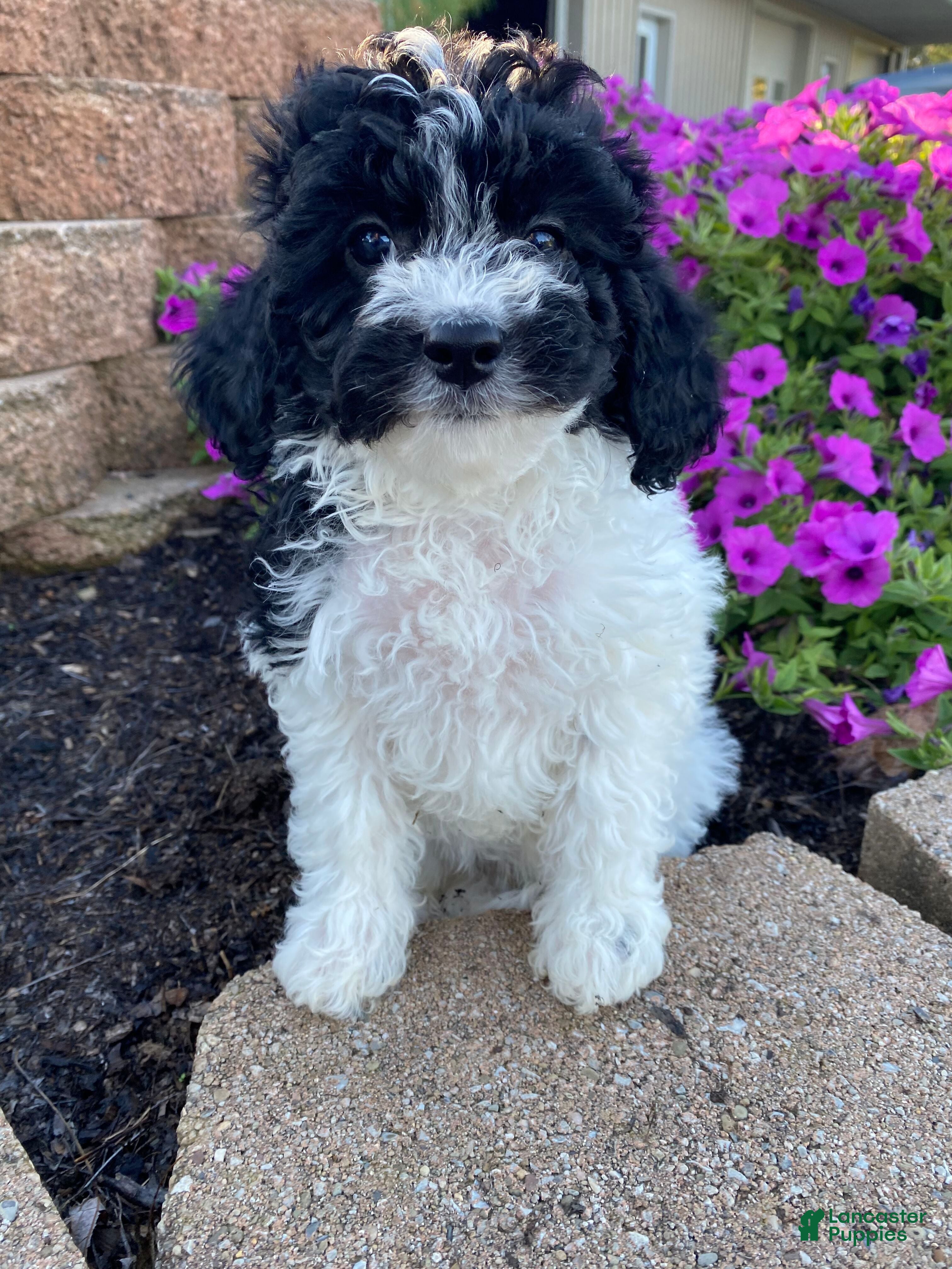 Cavapoo dogs Tiffany - Ad 2