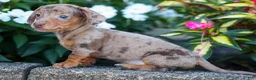 Miniature Dachshund dogs for sale:  Zion💙 - Ad 13