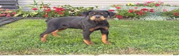Rottweiler dogs for sale: Maple  - Ad 1