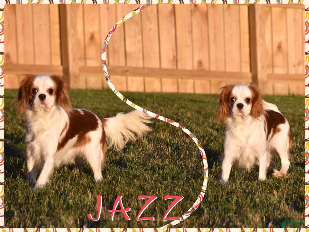 Cavalier King Charles Spaniel dogs for sale: Clove - Ad 5