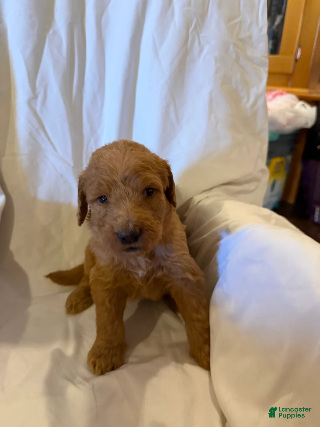 Labradoodle dogs for sale: Labradoodle Purple - Ad 1
