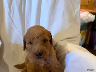 Labradoodle dogs Labradoodle Purple - Ad 30