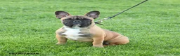 Frenchton dogs for sale: Daylon - Ad 3