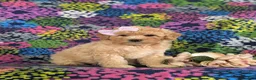 Bichpoo dogs for sale: Ashlan - Ad 3