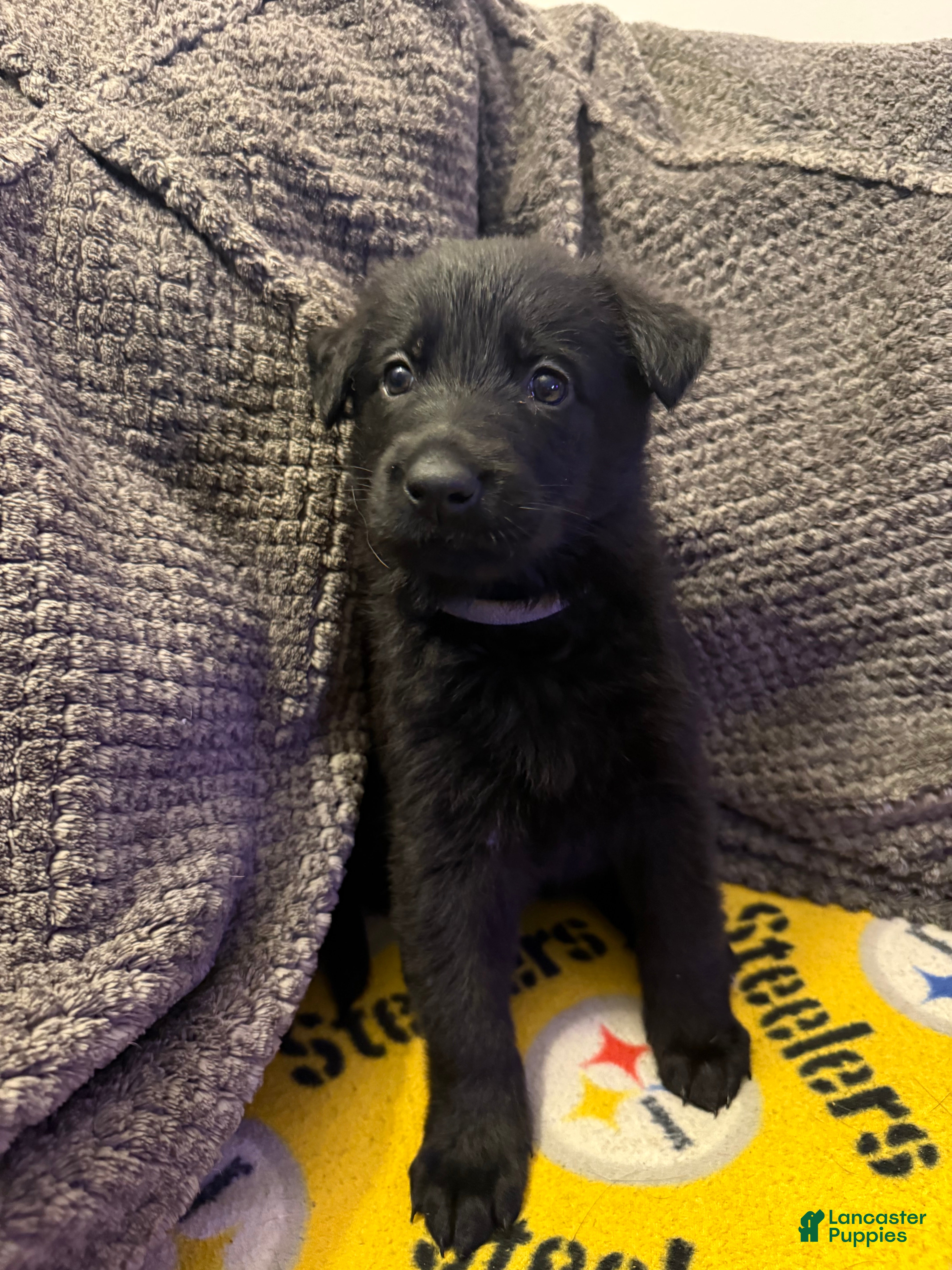 German Shepherd dogs El  - Ad 40