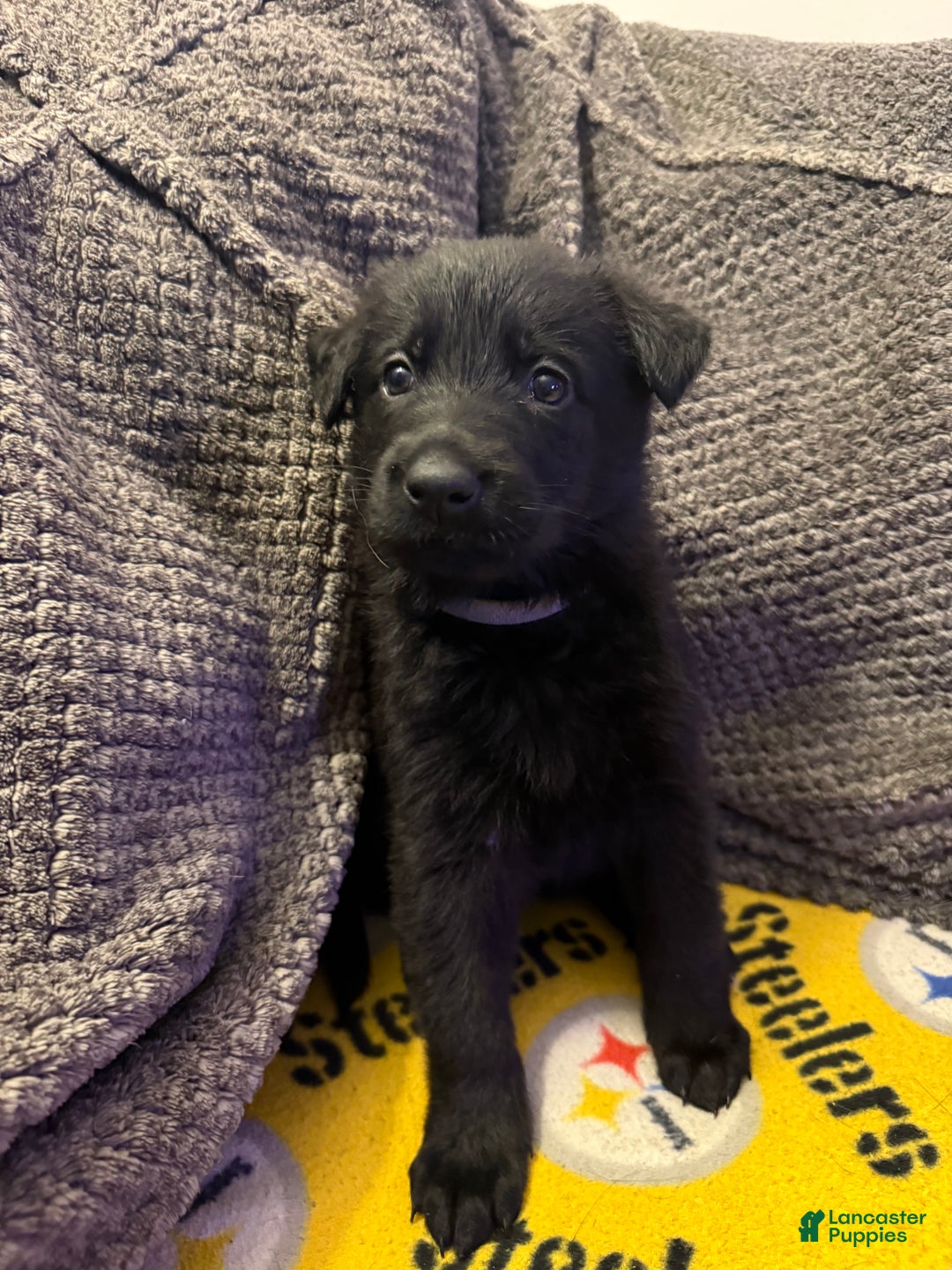 German Shepherd dogs for sale: El  - Ad 1