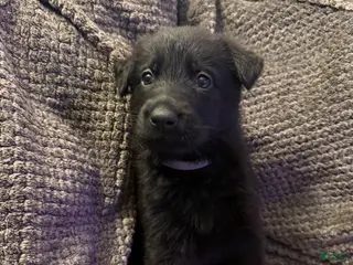 German Shepherd dogs El - Ad 41