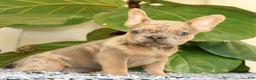 French Bulldog dogs for sale: Blaze - Ad 3