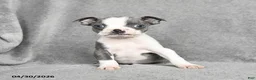 Boston Terrier dogs for sale: Teddy - Ad 5