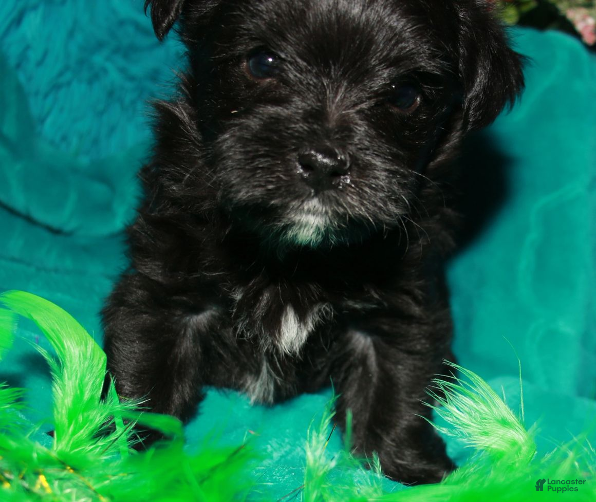 Morkie dogs Frank - Ad 1