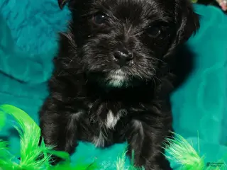 Morkie dogs for sale: Frank - Ad 2