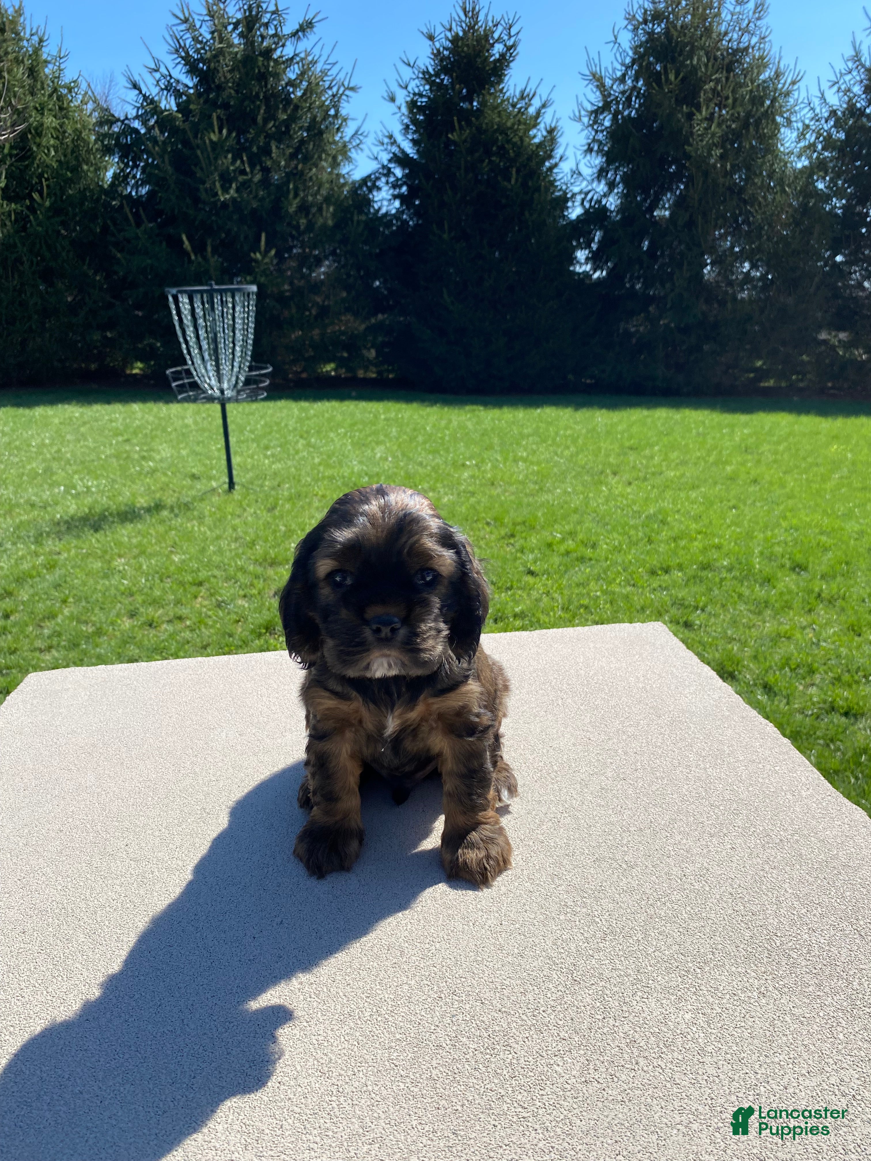 Cocker Spaniel dogs Gabriel - Ad 2