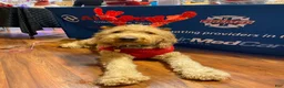 Double Doodle dogs for sale: River - F2 Double Doodle - Ad 25