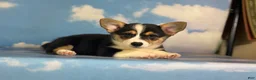 Welsh Corgi Pembroke dogs for sale: Aca Delilah Natural bobtail Bluie and fluffy carrier triple clear - Ad 5