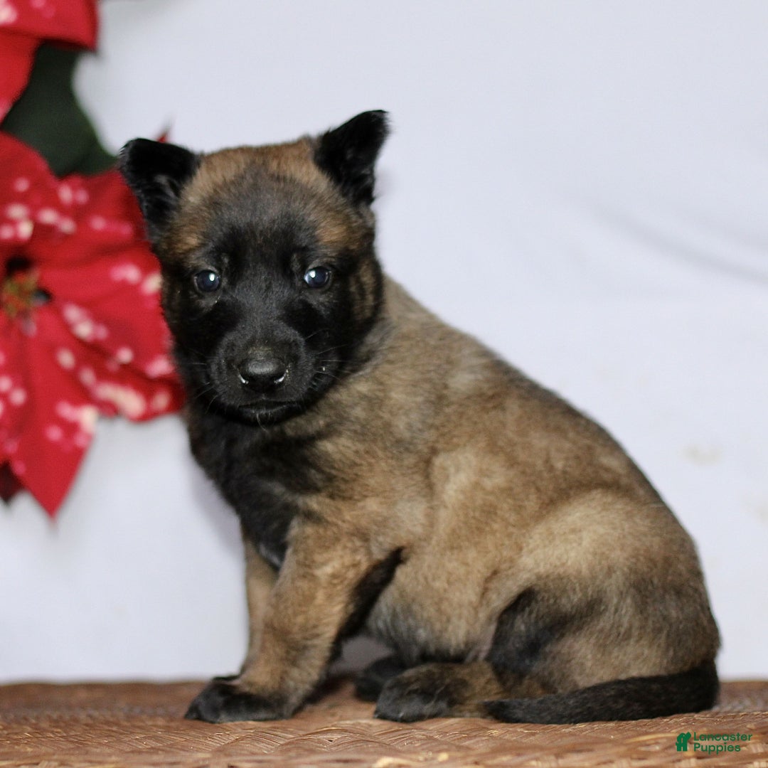 Belgian Malinois dogs for sale: Apollo  - Ad 3