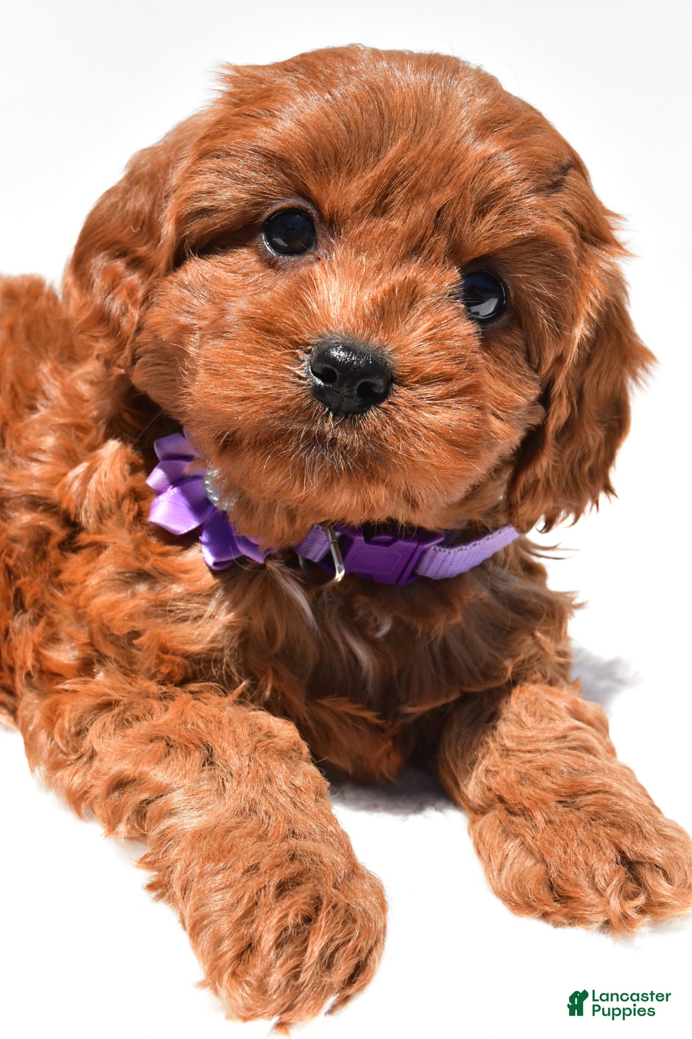 Cavapoo dogs for sale: Sally f1b - Ad 3