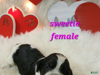 English Springer Spaniel dogs Sweetie - Ad 12