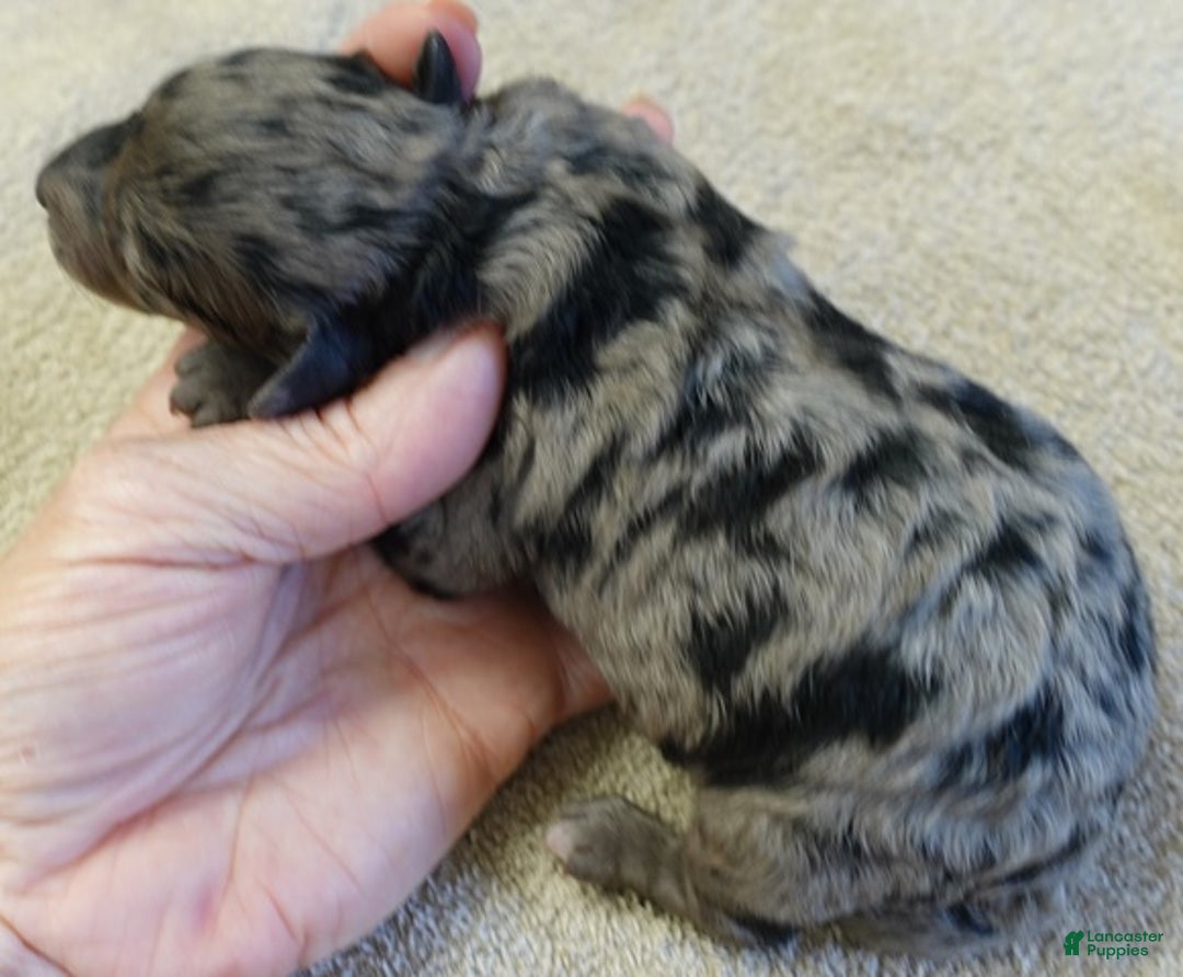 Toy Poodle dogs for sale: Millie - Ad 12