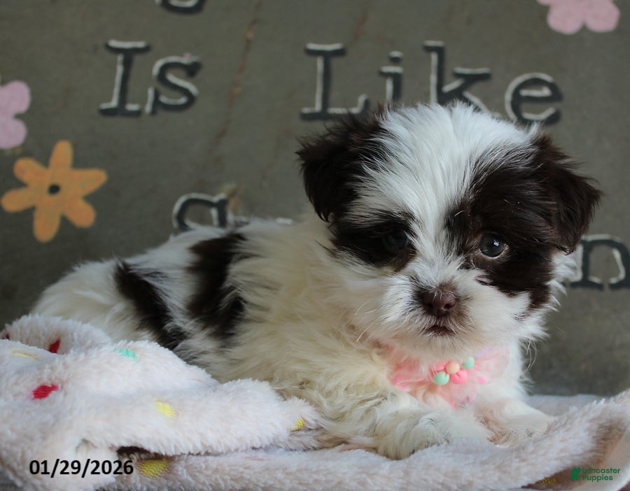 Malshi dogs Lily - Ad 2