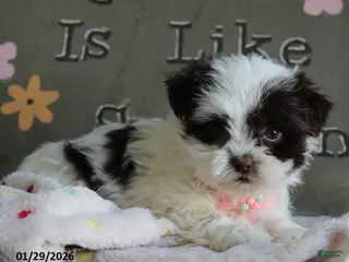 Malshi dogs Lily - Ad 2