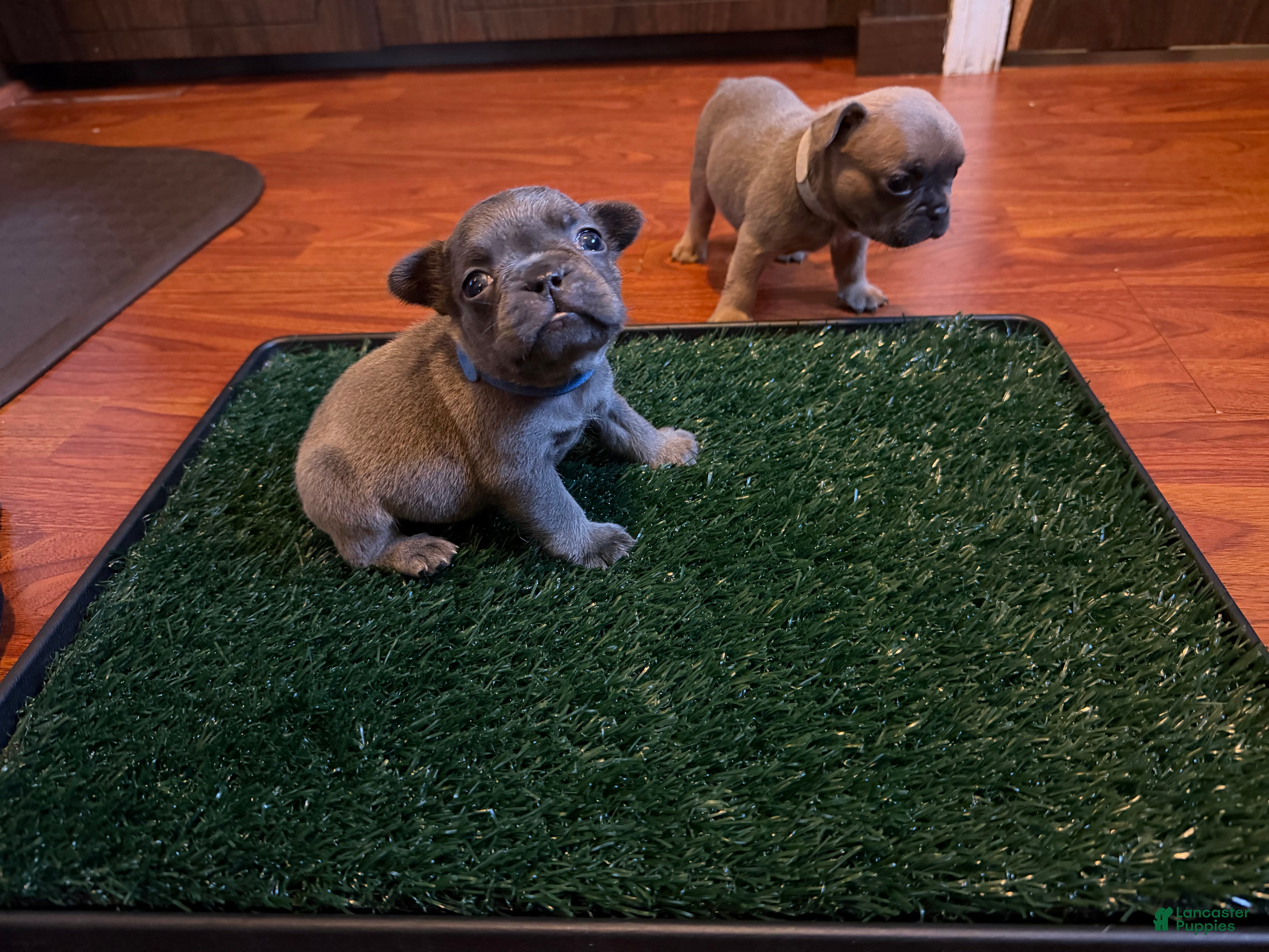 French Bulldog dogs Rosie - Ad 41