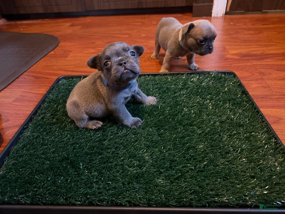 French Bulldog dogs for sale: Rosie - Ad 1