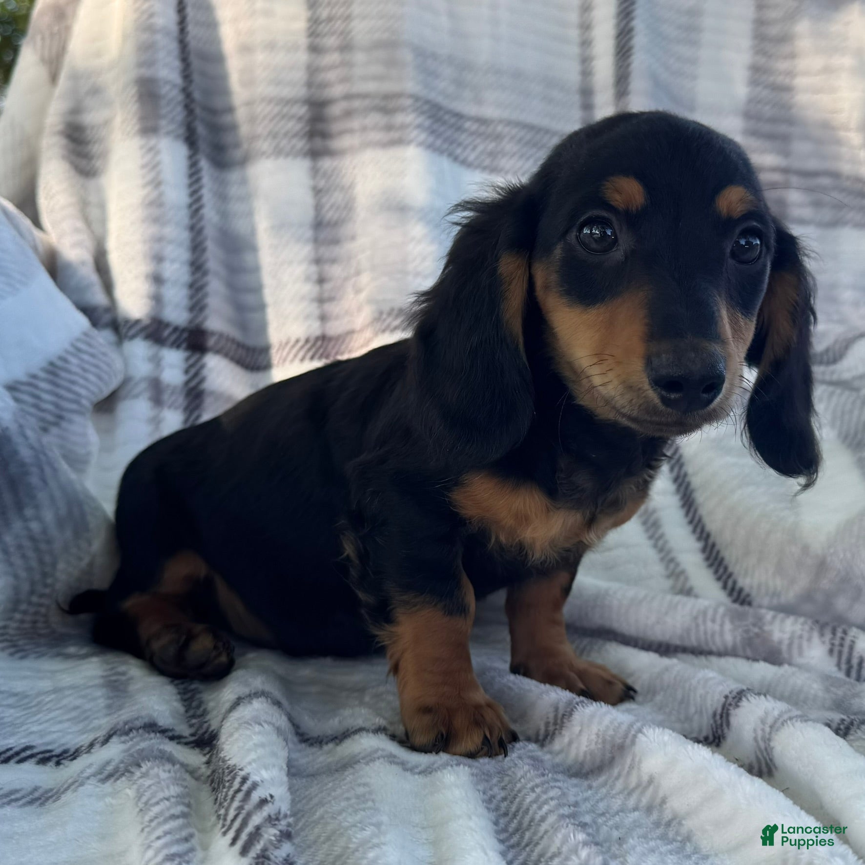 Dachshund dogs Dirk - Ad 2