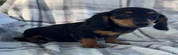 Dachshund dogs for sale: Dirk - Ad 2