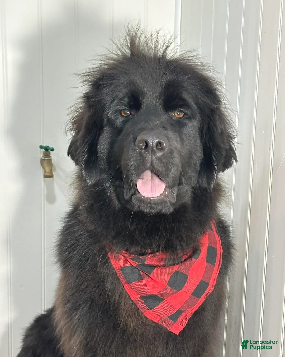 Newfoundland dogs for sale: Pat Benatar - Ad 2