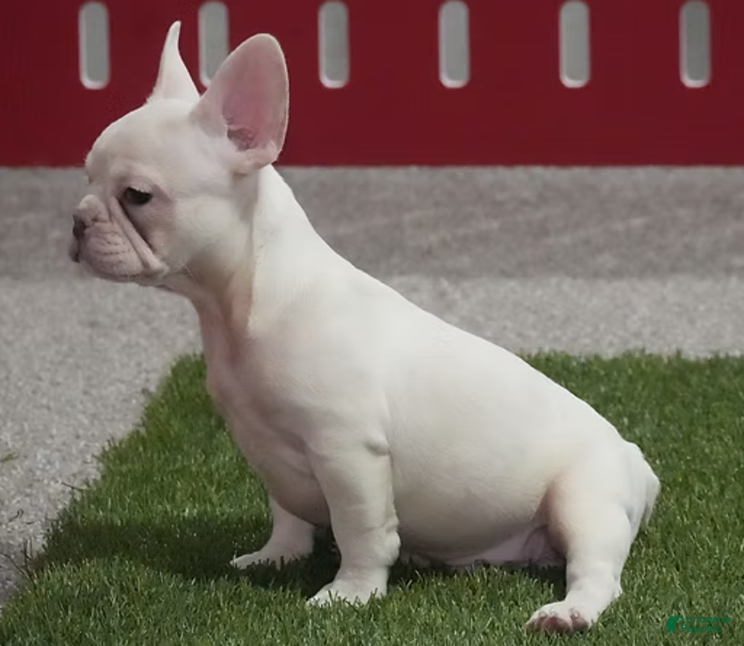French Bulldog dogs for sale: Zoran - Ad 2