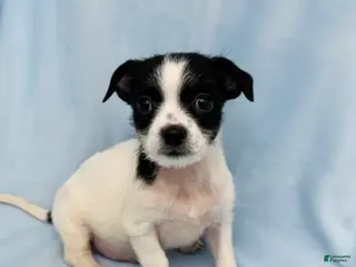 Mixed Breed dogs Billy - Ad 31