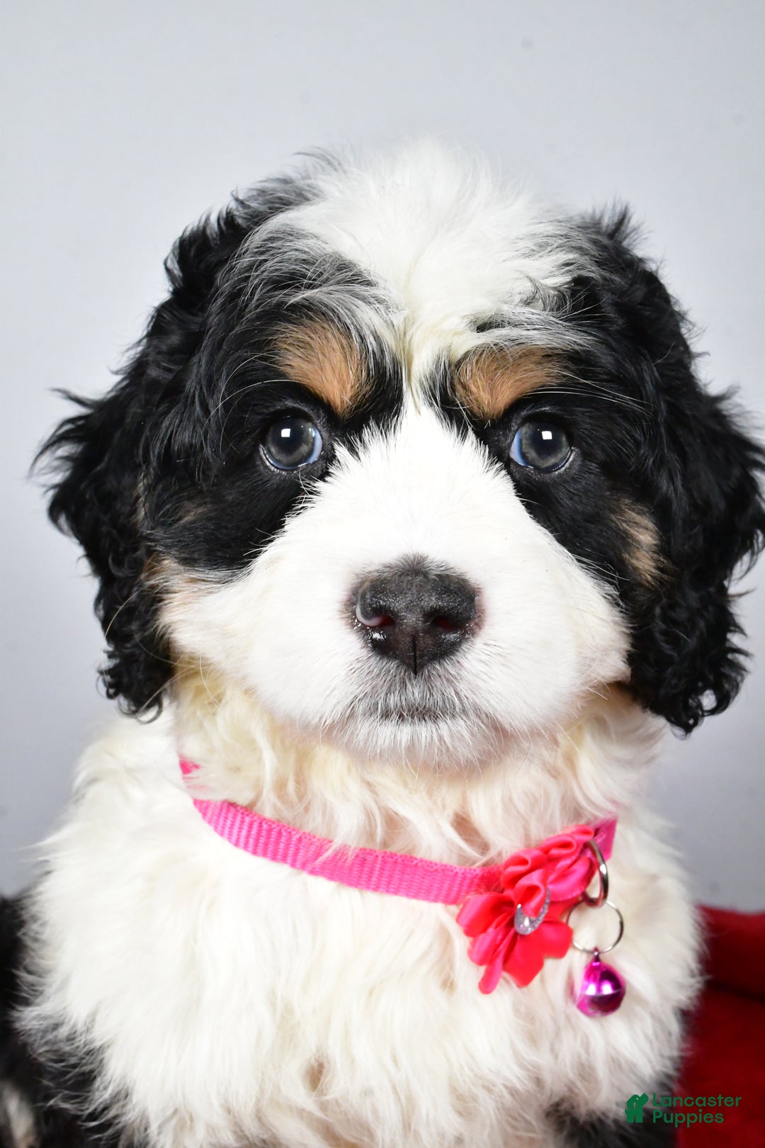 Mixed Breed dogs for sale: Carmel - Ad 7