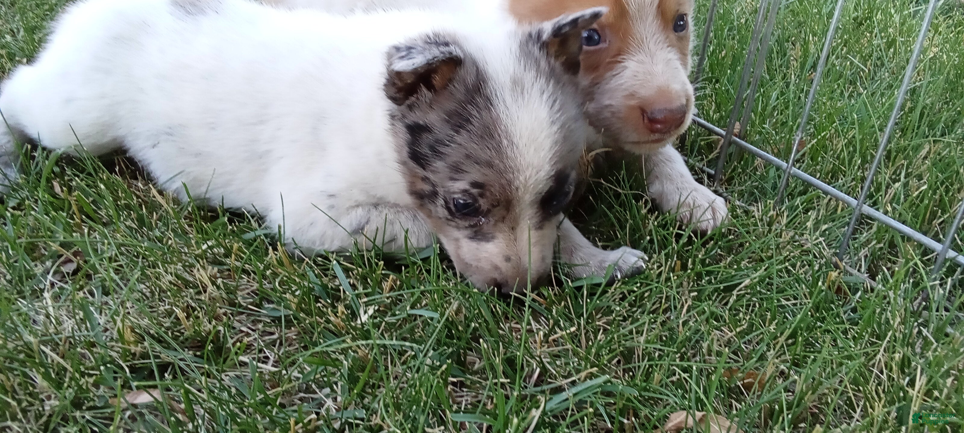 Australian Cattle Dog dogs for sale: Australian Cattle Dog 8 - Ad 4