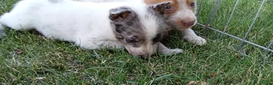 Australian Cattle Dog 8