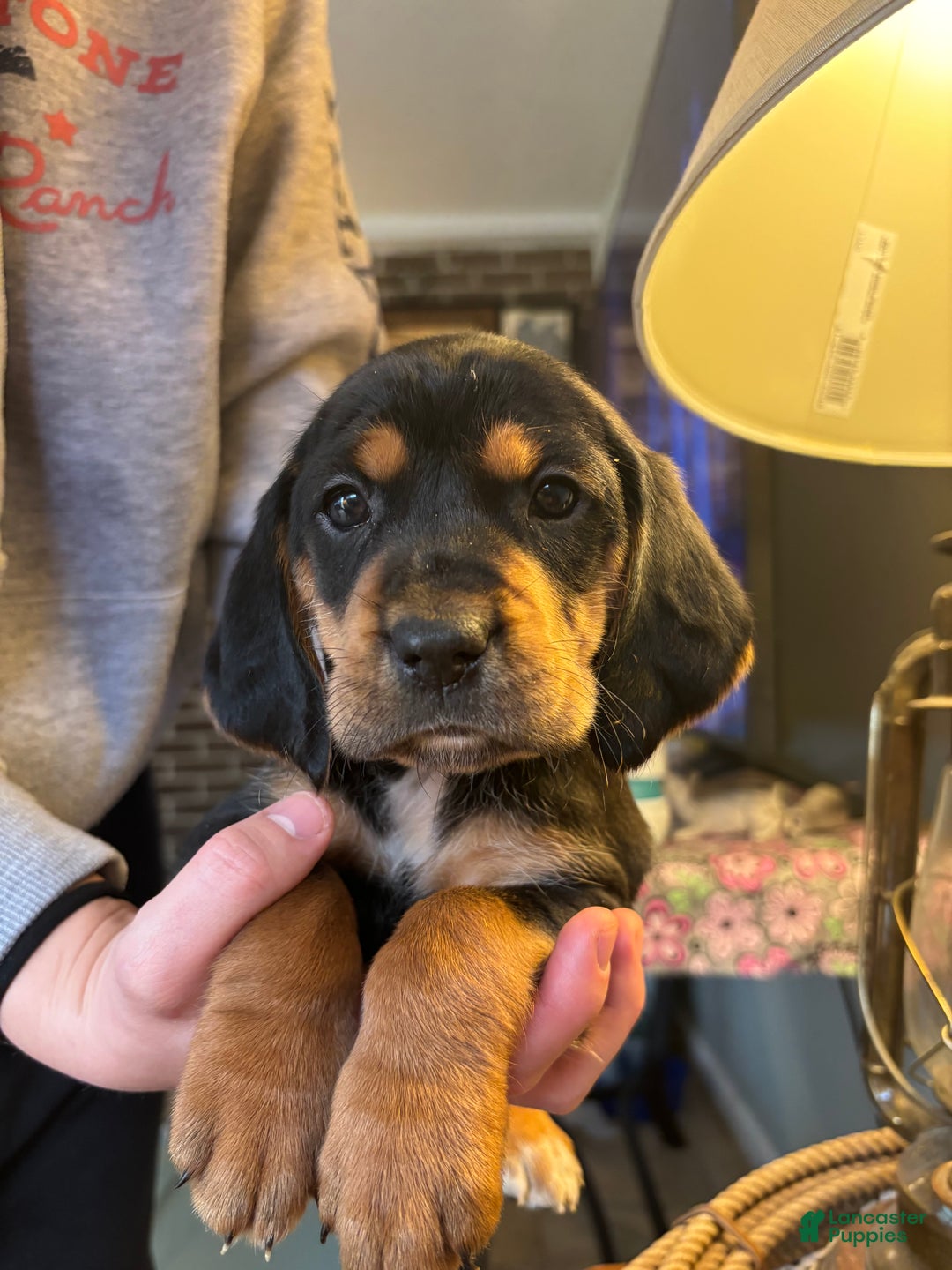 Mixed Breed dogs for sale: Nova - Ad 3