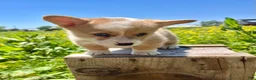Welsh Corgi Pembroke dogs for sale: William - Ad 2