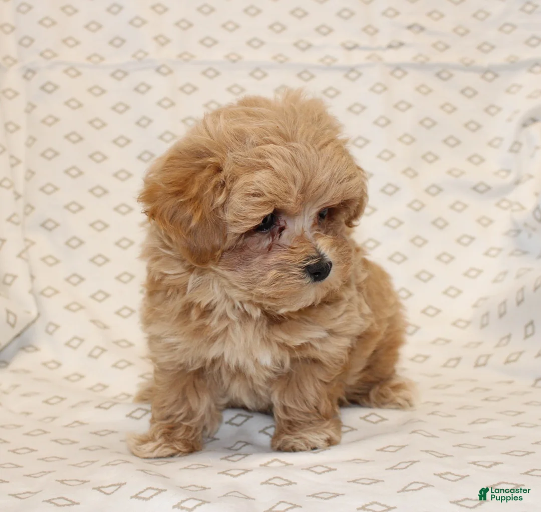 Maltipoo dogs for sale: Markie - Ad 9