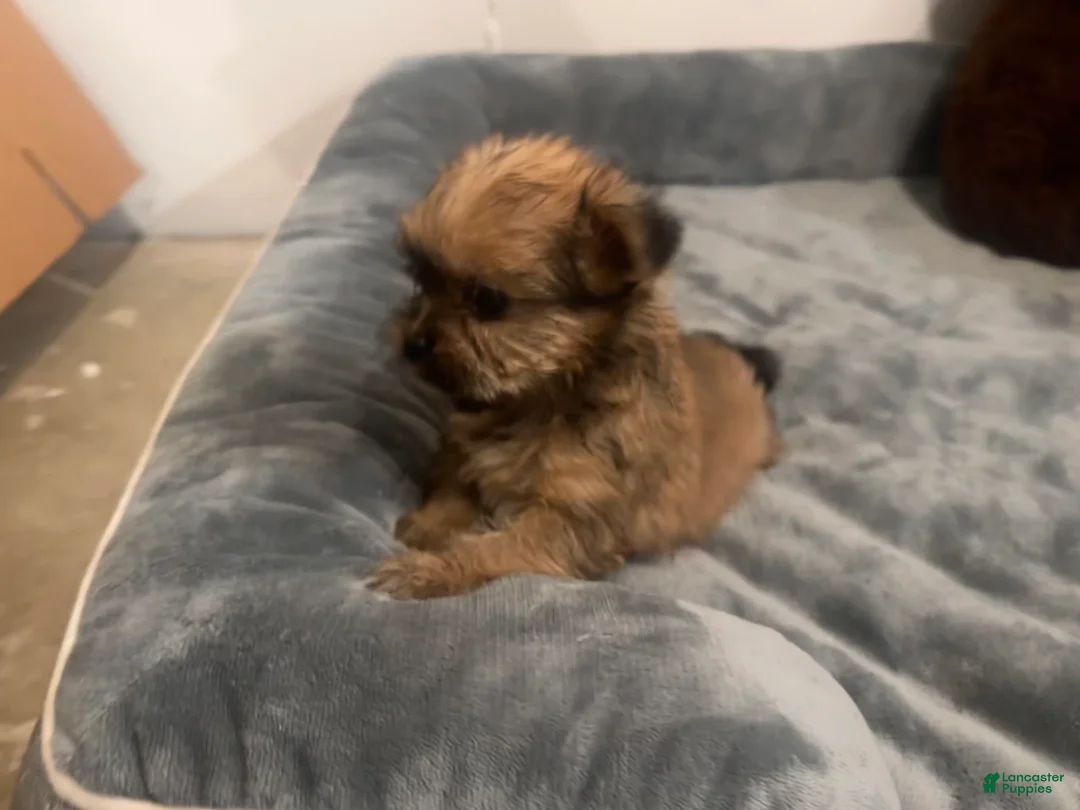 Shorkie dogs for sale: Mario - Ad 1