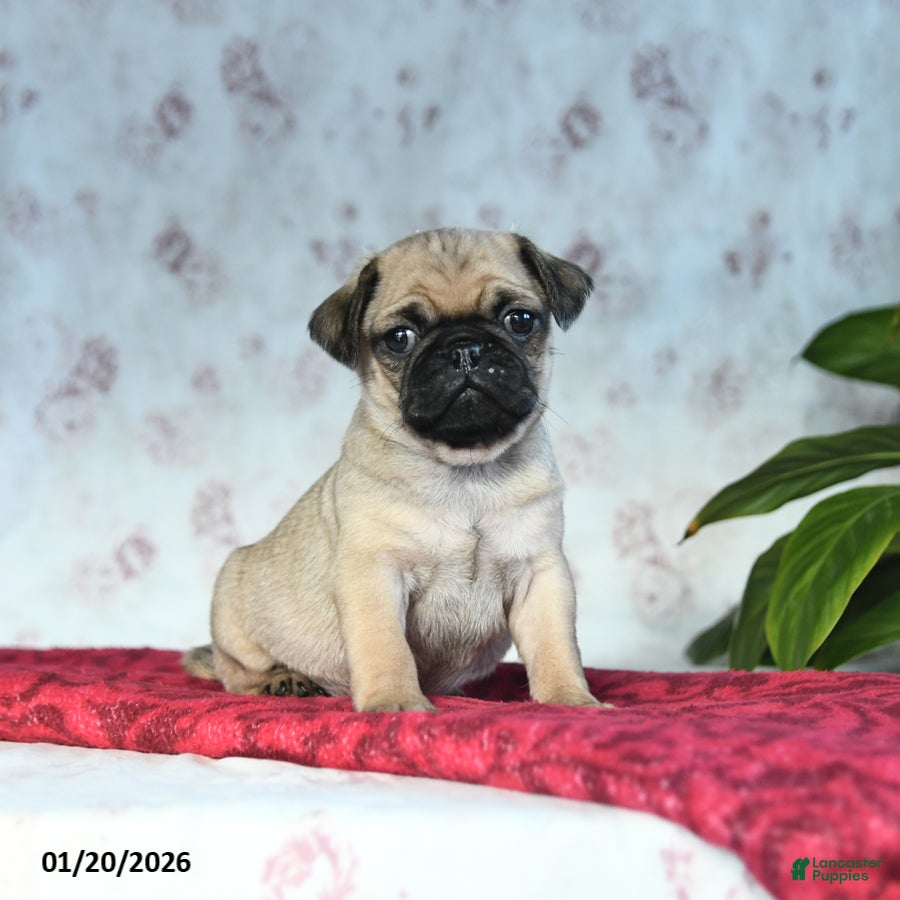 Pug dogs Toby - Ad 8