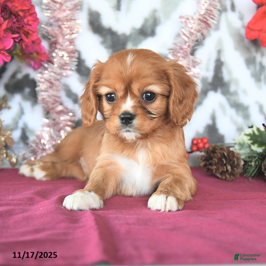 Cavalier King Charles Spaniel dogs for sale: Scamp  - Ad 3